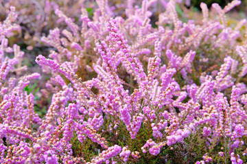 Heather flowers on meadow on sunny day, close-up. Nature background. Calluna vulgaris.
