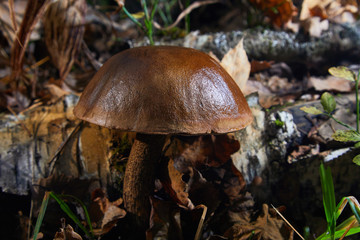 Forest edible mushrooms. A boletus mushroom grows in the forest, a mushroom with a brown bonnet among the dry foliage and old birch, wildlife abstract background