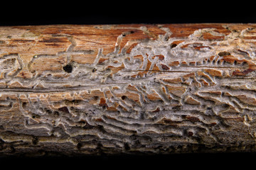 Small tunnels of bark beetles in the dry branch of a pine tree. Destroyed branch by forest pests.