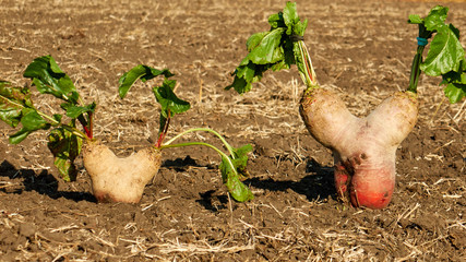 sugar beet is heart-shaped , beets twins