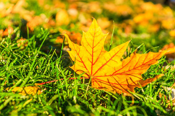 Yellow leaves on the grass in the autumn Park on a Sunny day
