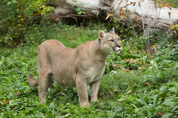 canadian puma in the autumn forest