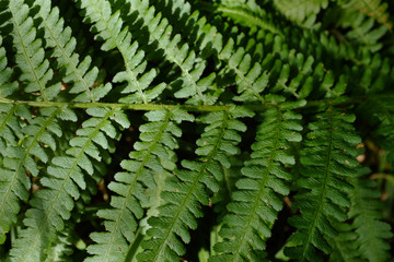 Naklejka na ściany i meble Green fern leaf close up. monochrome design 