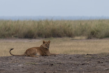 Lion kenya