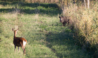 Hinds red deer standing on meadow