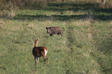Hind and wild boar on meadow