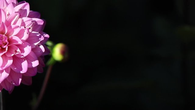 Dalia flower