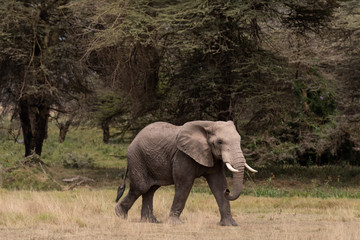 Elephants Kenya