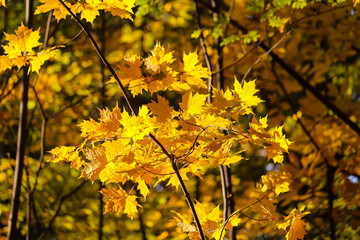 Colorful beautiful maple leaves in autumn, St-Bruno, Quebec, Canada