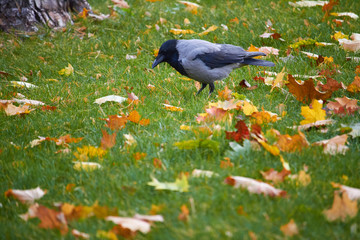 Close-up of hoodie and yellow maple leaves on the green grass of the lawn, selective focus