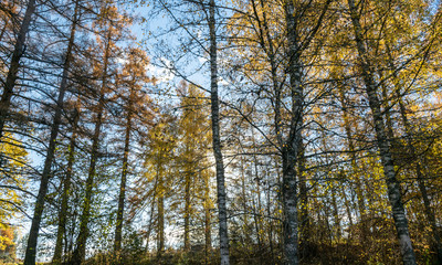 picture with tree silhouettes in sunlight