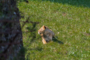 a lioness resting in a green meadow