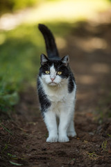 Black and white domestic cat in a meadow