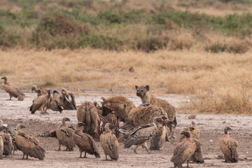 Hunt Africa