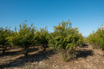 Fototapeta na wymiar in a large pomegranate plantation red pomegranates thrive on the trees
