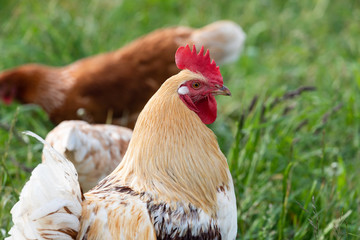 Cock between many chickens on a green meadow, super close up view