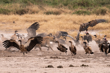 African hunt