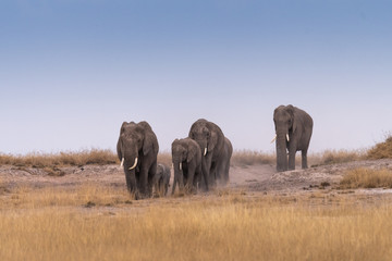 Fototapeta na wymiar Elephants Walking