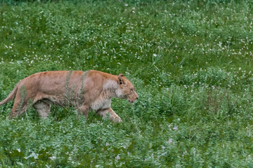 a lioness resting in a green meadow