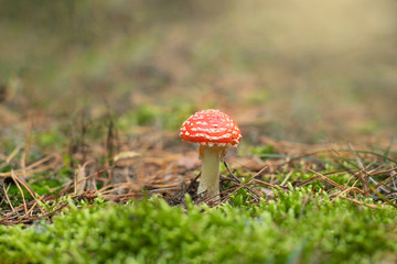 Trujący leśny grzyb - Muchomor  © Bea