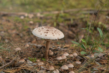 Edible forest mushrooms in natural conditions