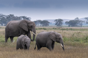 Naklejka na ściany i meble Elephants Kenya