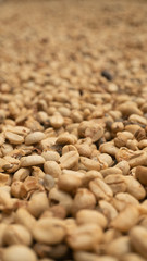Colombian coffee beans being prepared