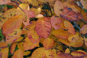 Red yellow leaves in the autumn forest