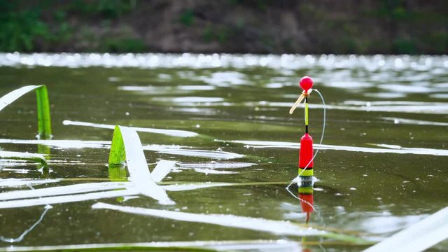 Fishing in the river. Red float with fishing line on the surface of the water among the algae, close-up, 4K.