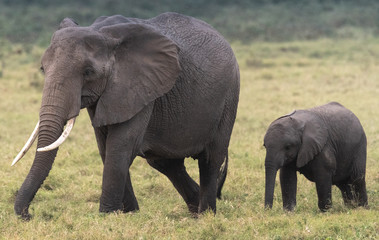 Fototapeta na wymiar Elephant baby