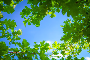 Young light green oak foliage against a blue sky and white clouds. - obrazy, fototapety, plakaty