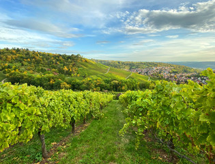 Fototapeta na wymiar Autumn landscape vineyard countryside blue sky