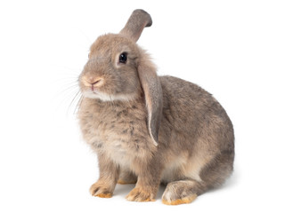 Gray cute young rabbit isolated on white background. Lovely young gray rabbit sitting.