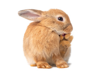 Lovely cute red-brown rabbit standing and licking foot isolated on white background.
