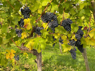 Red grapes green leaves vine Vine grape fruit