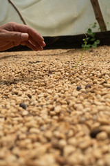 Colombian coffee beans being prepared