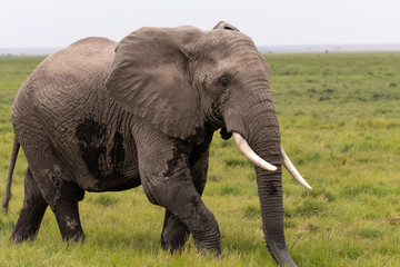 Fototapeta na wymiar Elephants Kenya