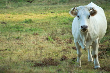 Obraz premium A cow grazing in the fields of Cantabria, Spain 