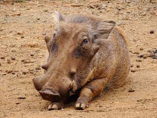 African warthog