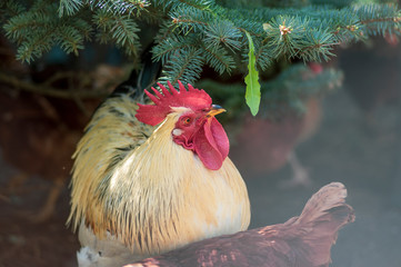 White beige rooster bird in the garden on the farm, portrait of utility domestic animal