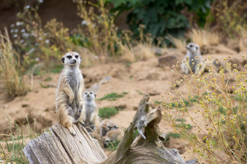 Beautiful meerkat holding a guard in sandy area, funny small african animal