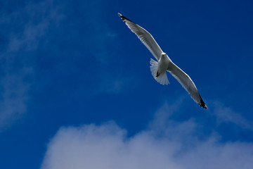 Seagull in sky (unsharpened)