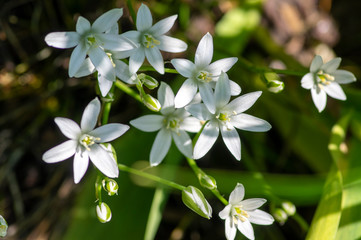 Ornithogalum umbellatum grass lily in bloom, small ornamental and wild white flowering springtime plant