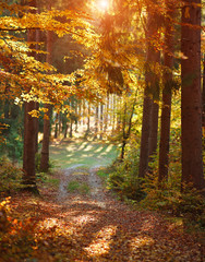 Colorful autumn forest with yellowed leaves in sunset light