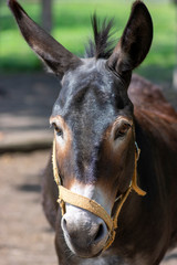 Funny donkey animal serious portrait, one farm animal in daylight sunlight