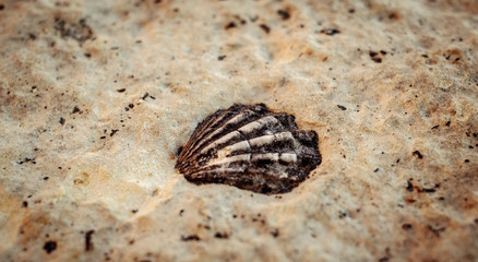 a shell fossil embedded in the stone