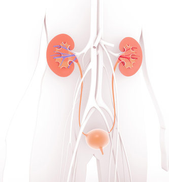 Anatomic 3D illustration of the urinary system, sectioned kidneys showing the interior. And urinary bladder highlighted from the rest of white organs. With veins and arteries.