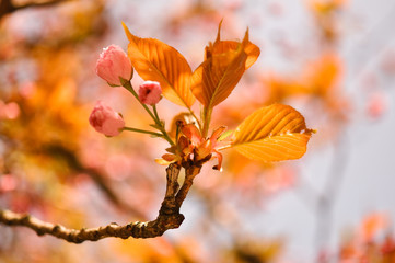 spring leaves