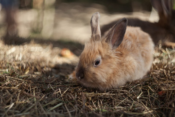 white rabbit