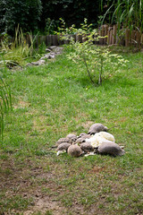 Small turtles outdoors in paddock feeding with salad.